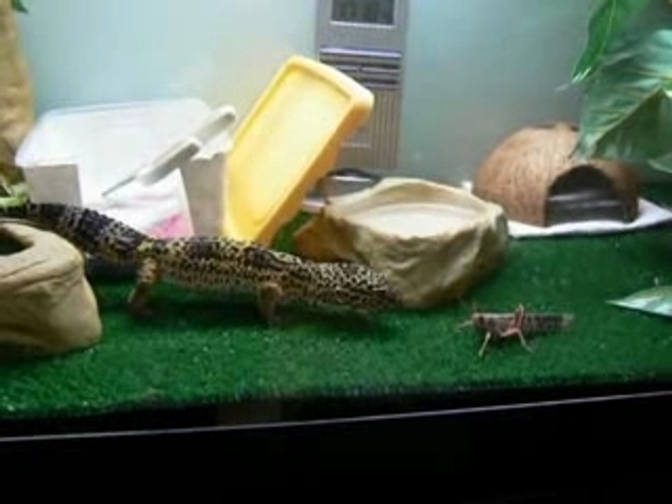 Gecko  leopard