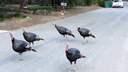Herd of wild turkeys hold up traffic