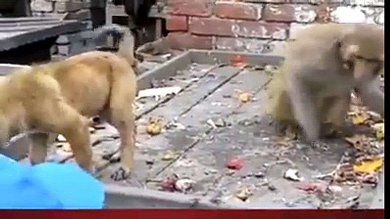 bndar or kutta