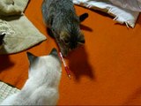 Grappinge kat in japan【いなか猫１２４】　ボールペンをオモチャにして遊ぶ猫(cat and ballpointo pen)・・・japanese funny cats