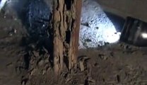 Subterranean Termites - Innovative Pest Control