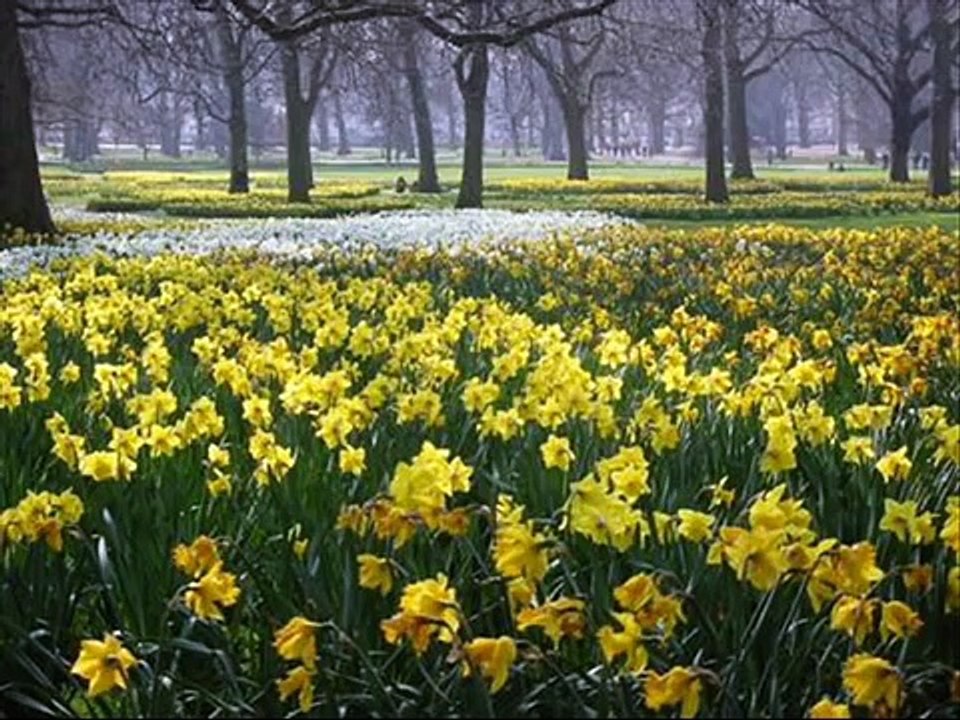 Brothers Four - Seven Daffodils