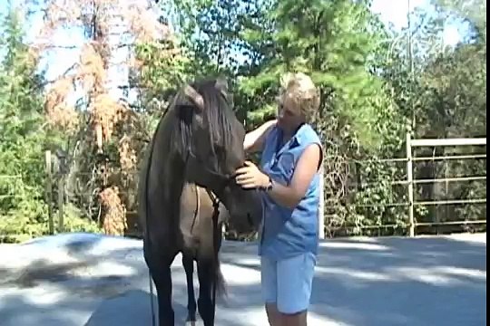 Holistic Horse Healing Testimony - Endorsement for April Battles