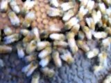 apicultura abejas juntando colmenas para el valle de rio negro