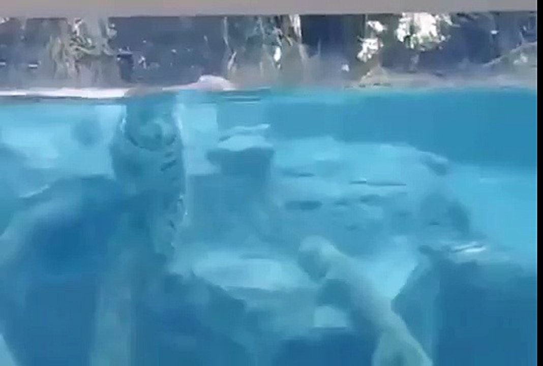 Un jaguar nage sous l'eau