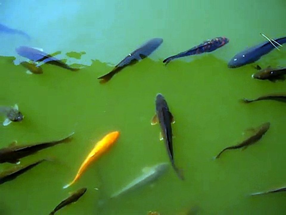 fishes