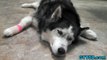 Siberian Husky Oakley after Dentist, I mean Vet! *Snow Dog Short #10*