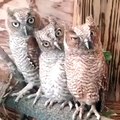 Funny winking owls