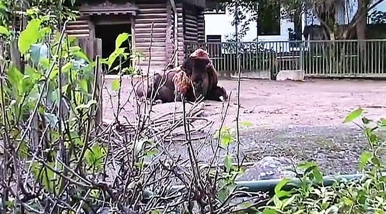 Auf großer Tour durch den Kölner Zoo 1
