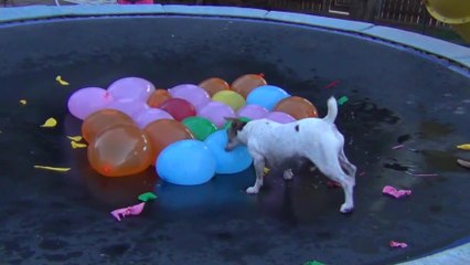 Пес и шарики с водой