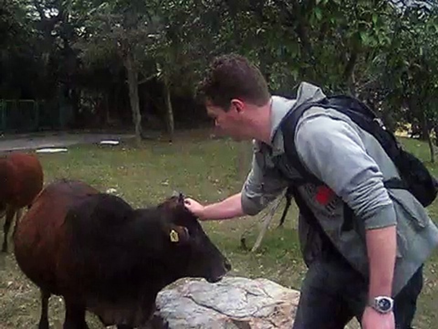 Cows in Hongkong