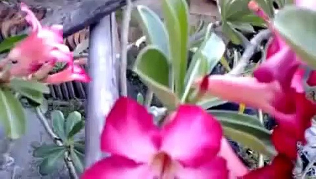 New FUNNY CAT FUNNY DOG FUNNY PRANKS VIDEOS 2015