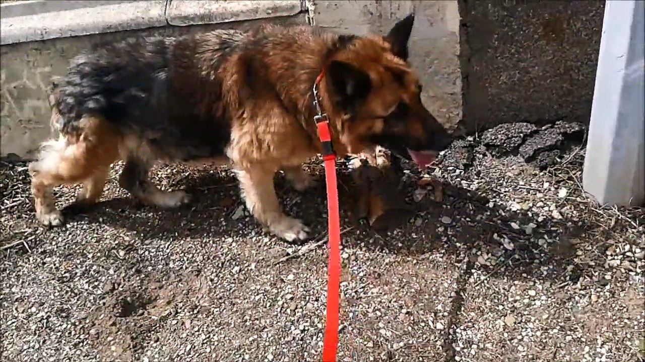 1ère sortie à l'extérieur pour Belle