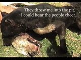 Anti pitbull fighting. Please don't let me die. - It's worth watching!