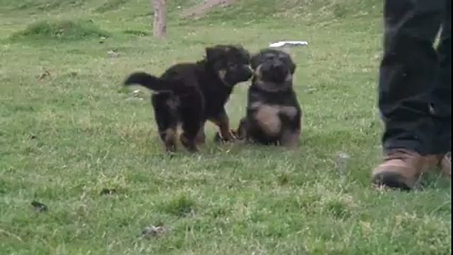My German Shepherd Puppies Playing in My Garden