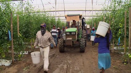 Campesinos mexicanos luchan contra la “esclavitud moderna”