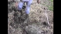 Digging for Alligator Snapping Turtles