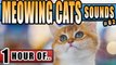 CAT SOUNDS, CAT MEOW, CAT MEOWING, kitty sounds to make a cat happy, attract cats or annoy dogs