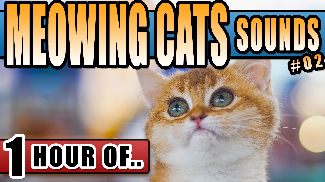 CAT SOUNDS, CAT MEOW, CAT MEOWING, kitty sounds to make a cat happy, attract cats or annoy dogs