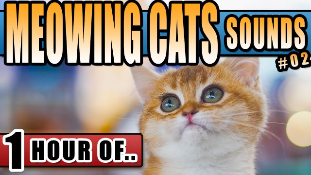 CAT SOUNDS, CAT MEOW, CAT MEOWING, kitty sounds to make a cat happy, attract cats or annoy dogs