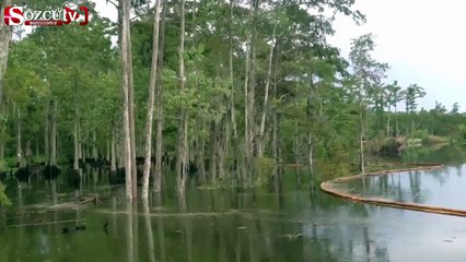 Ağaçlar 5 saniyede yok oldular