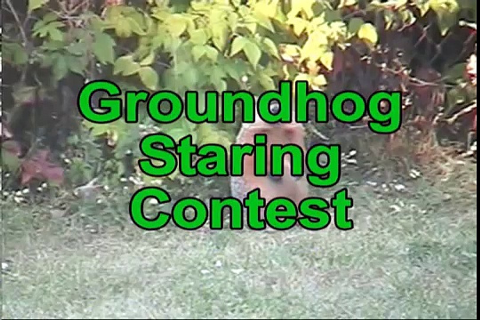 Groundhog Staring Contest