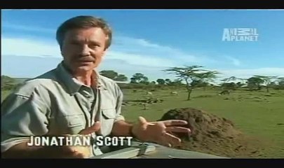 African lions and Honey Badgers vs Monitor Lizards. Difference in aggression and bravery.