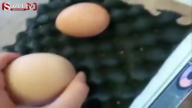 Yumurtanın içinden öyle bir şey çıktı ki!