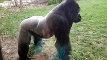 ORIGINAL - When a Silverback attacks.