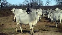 Purebred Brahman Cows and Heifers bred Hereford or Brahman