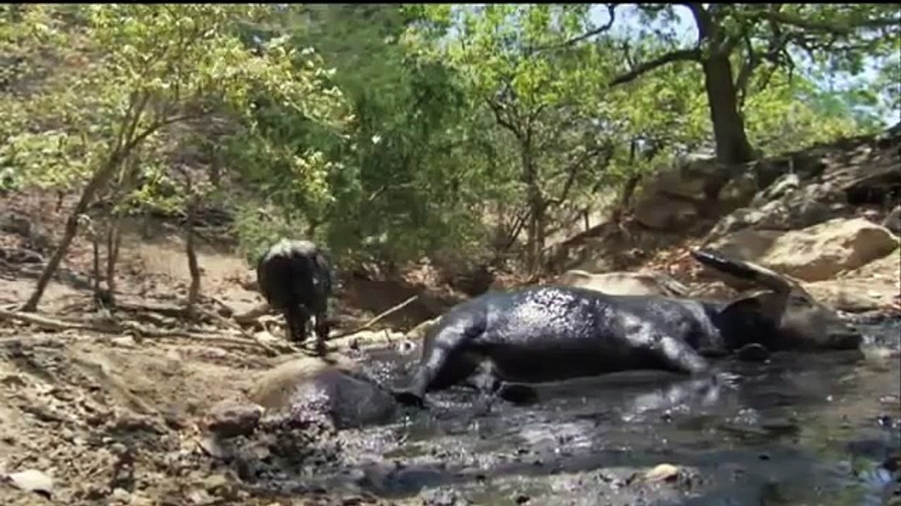 komodo dragons hunt buffalo - video Dailymotion