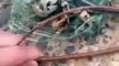 Good Samaritans who rescued trapped snake are stunned by what's inside it - Video Tarka - Political News - Cricket News - Entertainment Videos