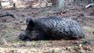 VIER PFOTEN deckt auf: Wildschwein nach Abschuss bei Jagd im Todeskampf