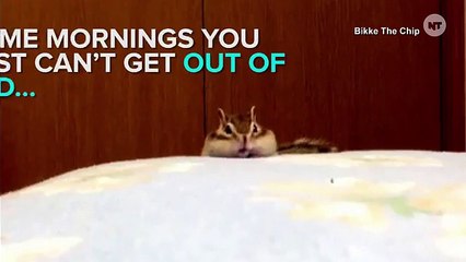 Chipmunk Practices Yoga Better Than You