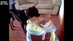 Los bebés lindo jugar con Compilación Rottweiler Perros Guías Vídeos 2014