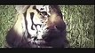 Wild Animal Fights Documentary Fighting For Life System Full length Documentaries