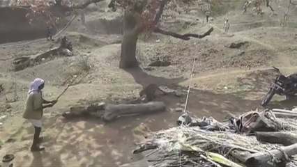 Unglaublich: Mann kämpft nur mit Stock bewaffnet gegen Leopard