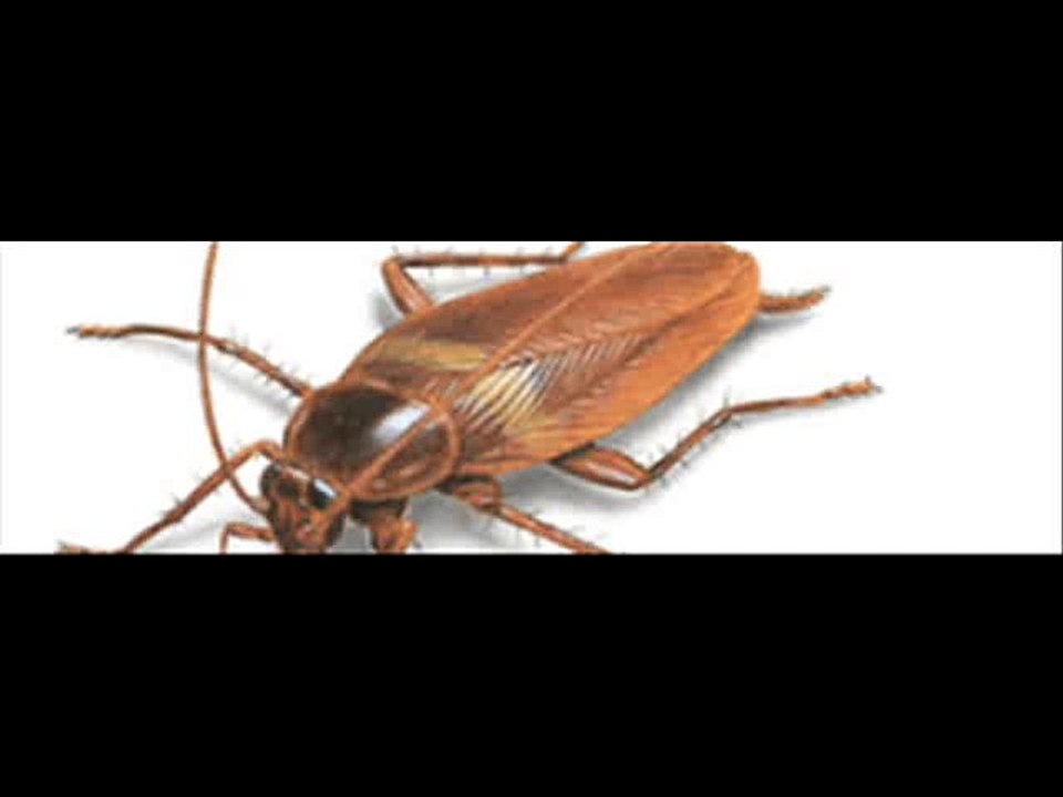 Pest Control Philadelphia - www.citybestpestcontrol.com