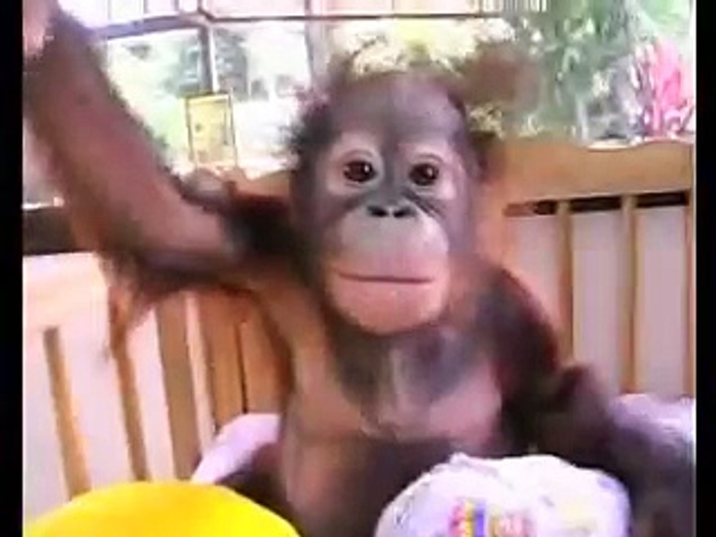 Orangutan Adam -- A New Beginning