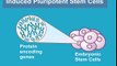 What are Induced Pluripotent Stem Cells? (iPS Cells)