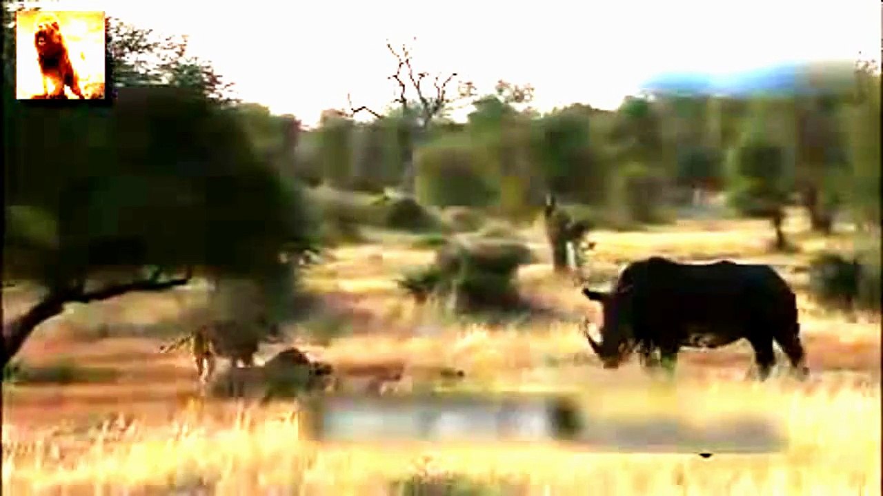 Lion VS Rhino - Lion Attacked Rhino