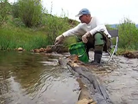 Gold Prospecting Cache Creek, Colorado Sluicing For Gold