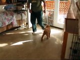 Olympic Labradoodles Puppy Training Program