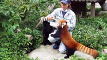 Pretty red panda of the Fukuoka-shi Zoo, Japan　可愛いレッサーパンダ 福岡市動物園