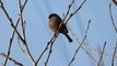 Ptice Hrvatske - Zimovka, ženka (Pyrrhula pyrrhula) (Birds of Croatia - Bullfinch, female) (1/1)