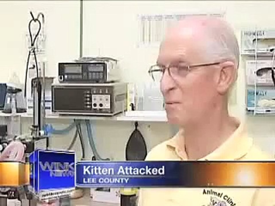 Kitten tortured and lit on fire