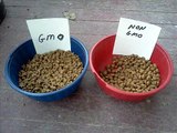 Feral Cat Prefers NON-GMO cat food over GMO cat food