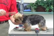 Super Styling Session Soft-Coated Yorkshire Terrier or Yorkie Grooming Tips