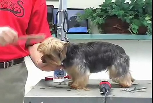Super Styling Session Soft-Coated Yorkshire Terrier or Yorkie Grooming Tips