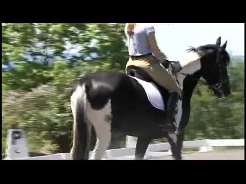 Dressage Trainer Jane Savoie's Happy Horse Home Study Course Tips On Contact